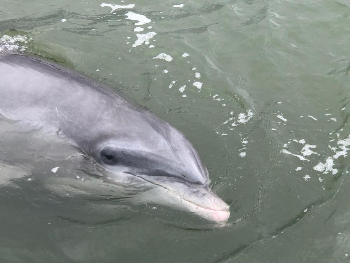 ヒルトンヘッドアイランド 44 Sea Laneヴィラ エクステリア 写真